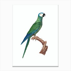 Vintage Red Bellied Macaw Bird Illustration on Pure White Canvas Print