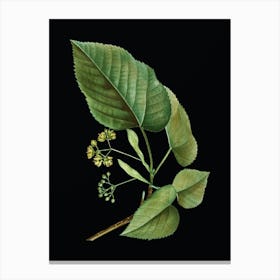Vintage Linden Tree Branch Botanical Illustration on Solid Black n.0456 Canvas Print