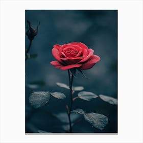 Red Rose 53 Canvas Print