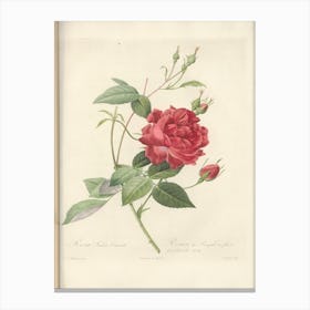 Rose Illustration, Pierre Joseph Redoute (2) Canvas Print