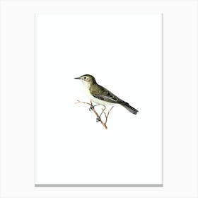 Vintage Tree Warbler Bird Illustration on Pure White n.0137 Canvas Print