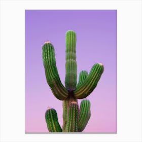 Cactus 22 Canvas Print