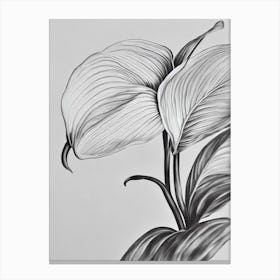 Anthurium B&W Pencil 1 Flower Canvas Print
