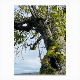 Moss Covered Tree Canvas Print