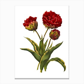 Red Tulips 1 Canvas Print