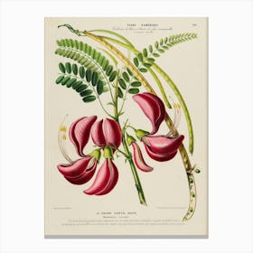 Botanical Illustration Of A Flower 2 Canvas Print