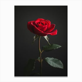 Single Red Rose 13 Canvas Print