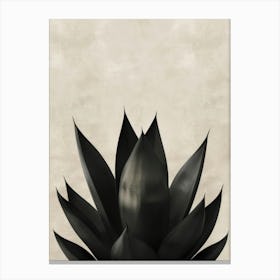 Black Agave Canvas Print