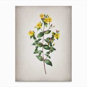 Vintage Stinking Tutsan Botanical on Parchment n.0024 Canvas Print