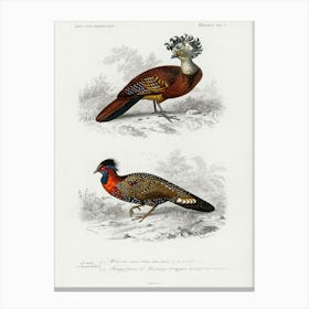 Different Types Of Birds, Charles Dessalines D'Orbigny 18 Canvas Print