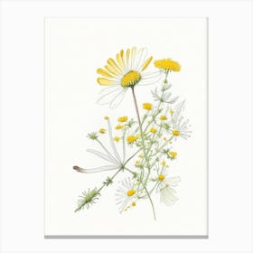 Feverfew Spices And Herbs Pencil Illustration 2 Canvas Print