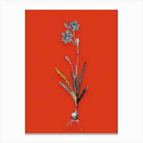 Vintage Coppertips Black and White Gold Leaf Floral Art on Tomato Red n.1221 Canvas Print