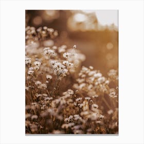 Dried White Flowers Canvas Print