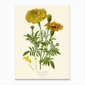 Yellow Carnations Canvas Print