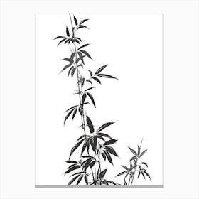 Bamboo Plant Isolated On White Canvas Print