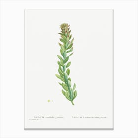 Rhodiola, Pierre Joseph Redoute Canvas Print