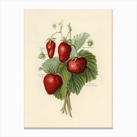 Vintage Illustration Of Strawberries, John Wright Canvas Print