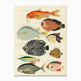 Colourful And Surreal Illustrations Of Fishes Found In Moluccas (Indonesia) And The East Indies, Louis Renard(64) Canvas Print
