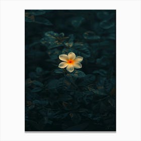 Flora 4 Canvas Print