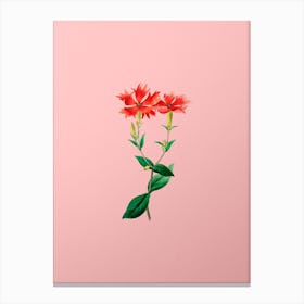 Vintage Bunge's Lychnis Flower Botanical on Soft Pink n.0563 Canvas Print