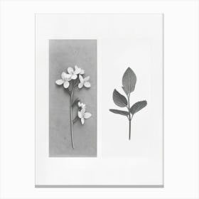 Forget Me Not Flower Photo Collage 3 Canvas Print