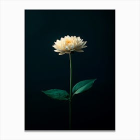 Single White Dahlia Canvas Print