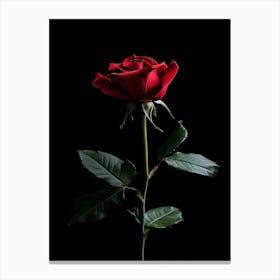 Red Rose On Black Background 74 Canvas Print