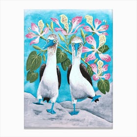 Blue-footed Boobies: Galapagos Seabirds Canvas Print