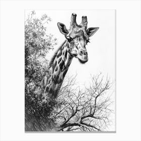 Giraffe With Their Head In The Branches Pencil Drawing 3 Canvas Print