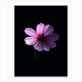 Purple Flower On Black Background 1 Canvas Print