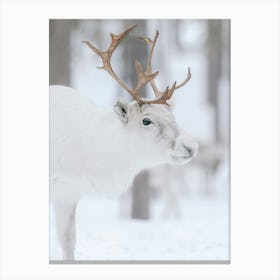 White reindeer In The Snow | Swedish Lapland Canvas Print