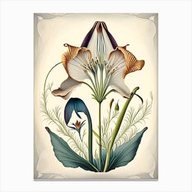 Mariposa Lily Wildflower Vintage Botanical 1 Canvas Print