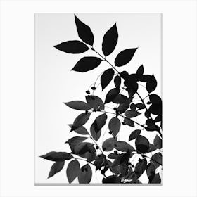 Black Leaves Canvas Print