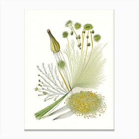Fennel Seeds Spices And Herbs Pencil Illustration 5 Canvas Print