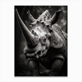 Black And White Photograph Of A Triceratops 2 Canvas Print