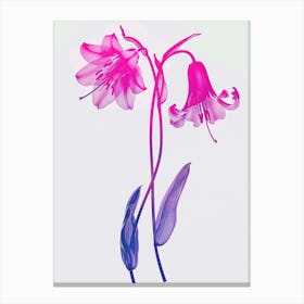 Hot Pink Bluebell 1 Canvas Print