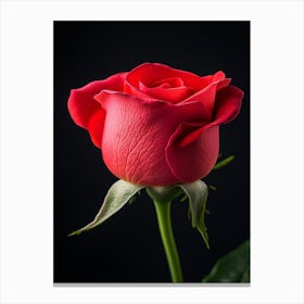 Red Rose On Black Background 16 Canvas Print