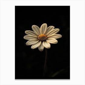 Daisy 3 Canvas Print