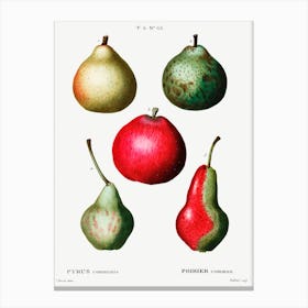 Pear, Pierre Joseph Redoute 4 Canvas Print