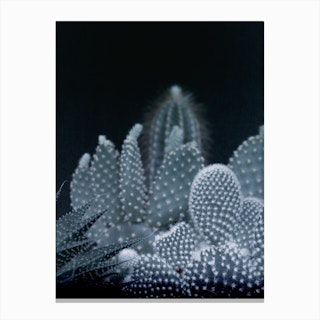 Dark Plant I Cacti I in Canvas Print