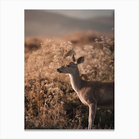 Mule Deer In Tall Grass Canvas Print