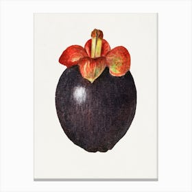 Guava Fruit 1 Canvas Print