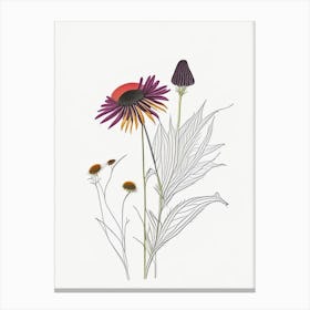 Echinacea Spices And Herbs Minimal Line Drawing 2 Canvas Print