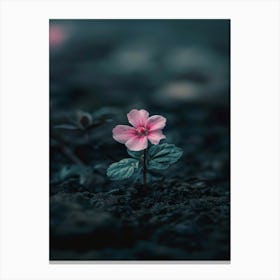 Pink Flower In The Dark 3 Canvas Print