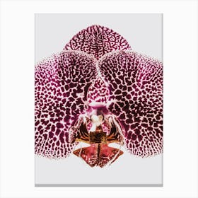 Leopard Orchid Canvas Print