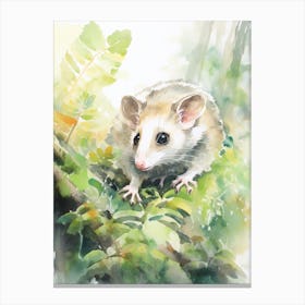 Light Watercolor Painting Of A Foraging Possum 1 Canvas Print