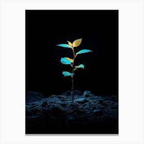 Young Plant In The Dark 2 Canvas Print