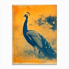Orange & Blue Peacock In The Grass 2 Canvas Print