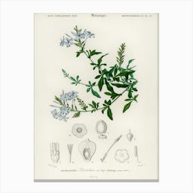 Plumbago Capensis, Charles Dessalines D' Orbigny Canvas Print