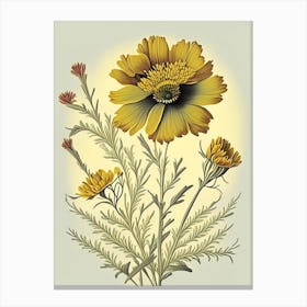 Coreopsis Wildflower Vintage Botanical 2 Canvas Print